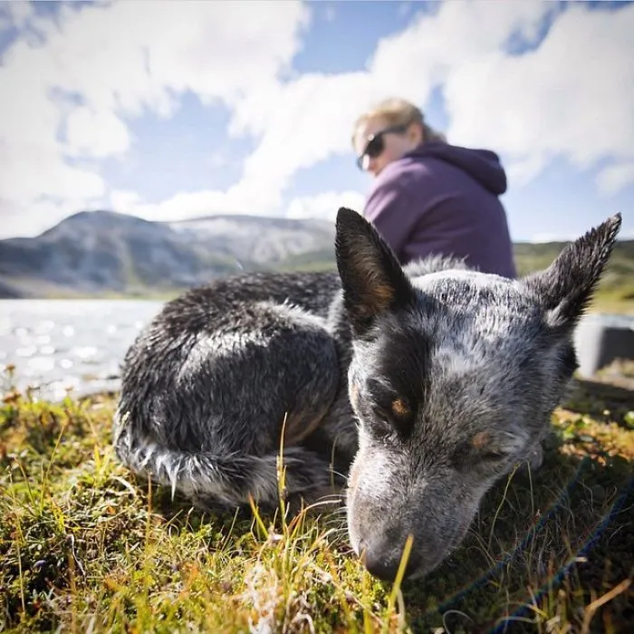 "Camping With Dogs" Instagram Will Inspire You To Go Hiking With Your Dog