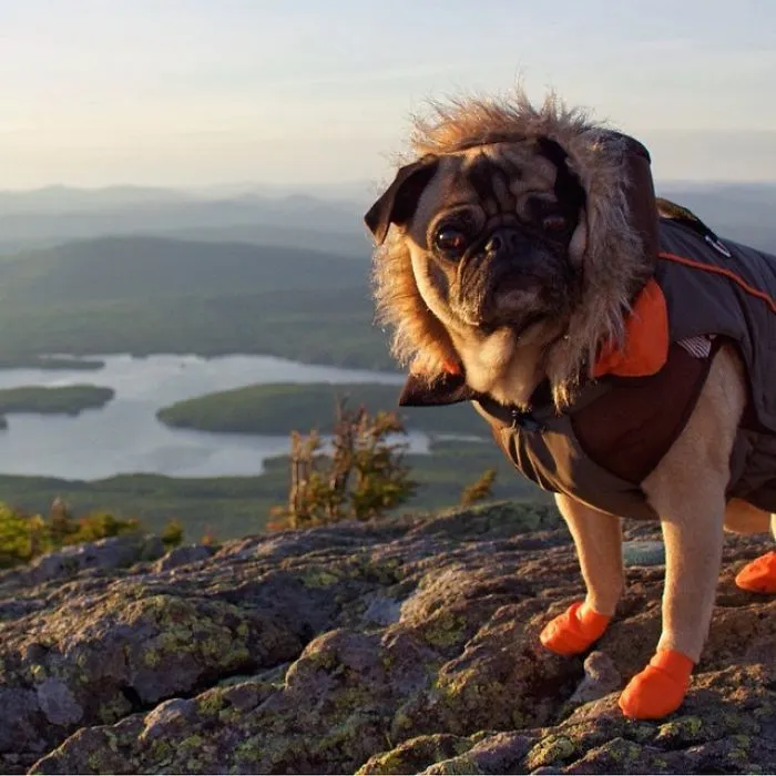 "Camping With Dogs" Instagram Will Inspire You To Go Hiking With Your Dog