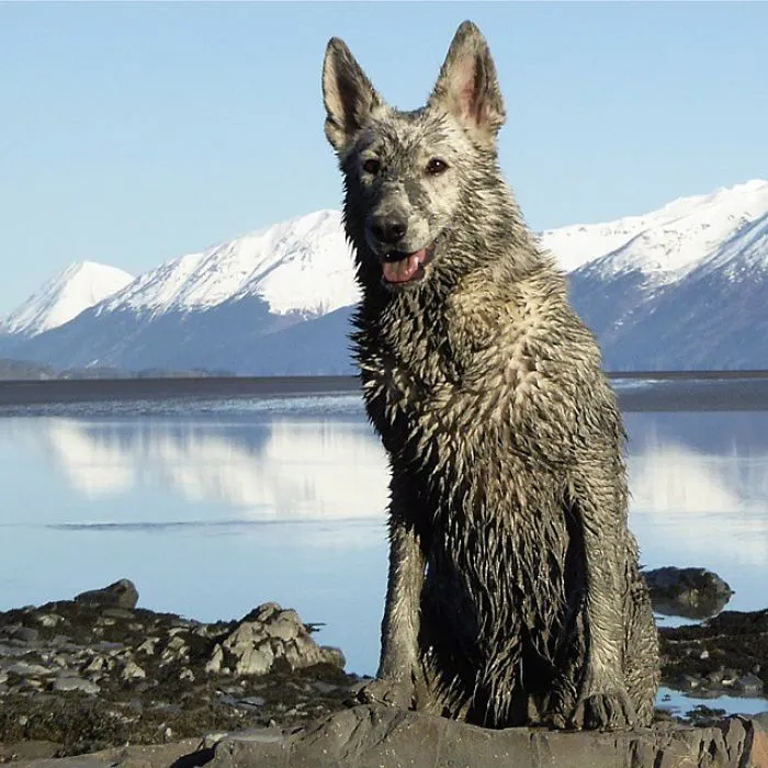 "Camping With Dogs" Instagram Will Inspire You To Go Hiking With Your Dog