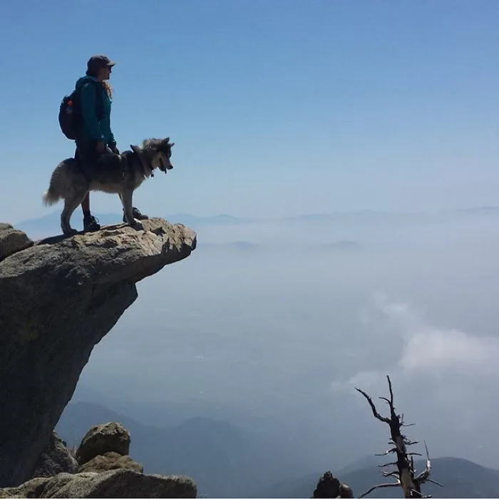 "Camping With Dogs" Instagram Will Inspire You To Go Hiking With Your Dog