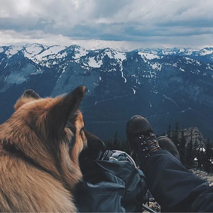 "Camping With Dogs" Instagram Will Inspire You To Go Hiking With Your Dog