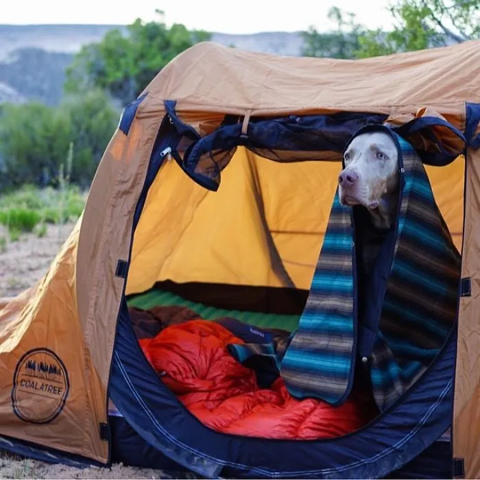 "Camping With Dogs" Instagram Will Inspire You To Go Hiking With Your Dog
