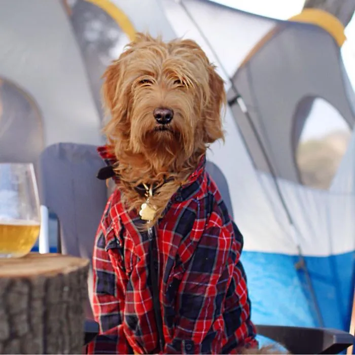 "Camping With Dogs" Instagram Will Inspire You To Go Hiking With Your Dog