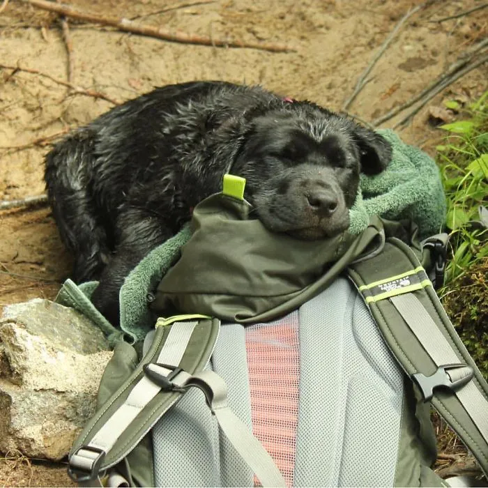 "Camping With Dogs" Instagram Will Inspire You To Go Hiking With Your Dog