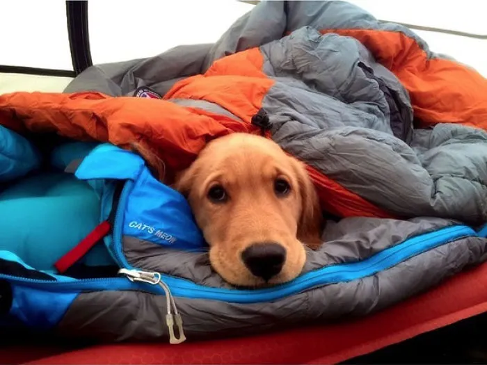 "Camping With Dogs" Instagram Will Inspire You To Go Hiking With Your Dog