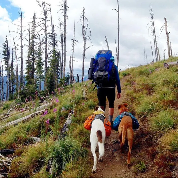 "Camping With Dogs" Instagram Will Inspire You To Go Hiking With Your Dog