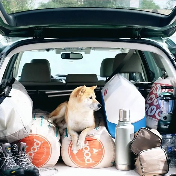 "Camping With Dogs" Instagram Will Inspire You To Go Hiking With Your Dog