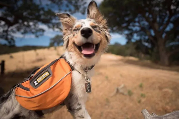 "Camping With Dogs" Instagram Will Inspire You To Go Hiking With Your Dog