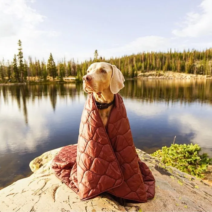 "Camping With Dogs" Instagram Will Inspire You To Go Hiking With Your Dog
