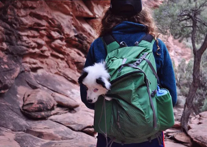 "Camping With Dogs" Instagram Will Inspire You To Go Hiking With Your Dog