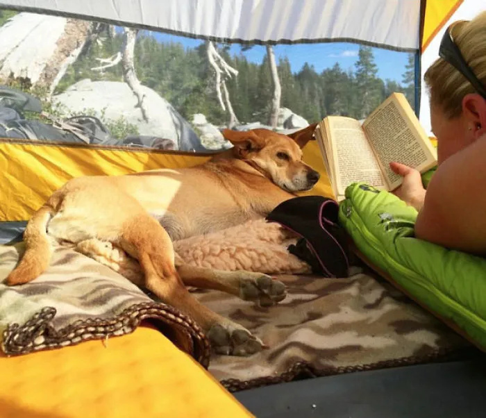 "Camping With Dogs" Instagram Will Inspire You To Go Hiking With Your Dog