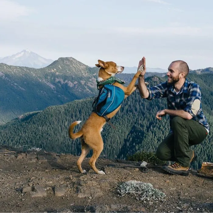 "Camping With Dogs" Instagram Will Inspire You To Go Hiking With Your Dog