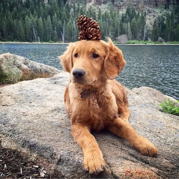 "Camping With Dogs" Instagram Will Inspire You To Go Hiking With Your Dog