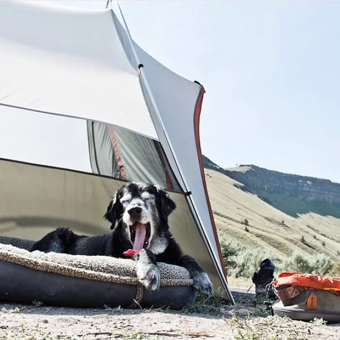 "Camping With Dogs" Instagram Will Inspire You To Go Hiking With Your Dog