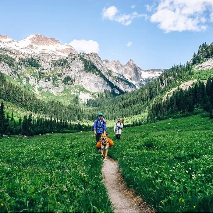 "Camping With Dogs" Instagram Will Inspire You To Go Hiking With Your Dog