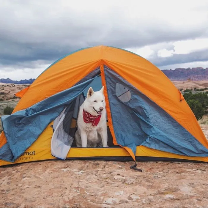 "Camping With Dogs" Instagram Will Inspire You To Go Hiking With Your Dog