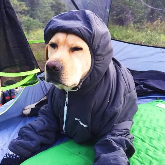 "Camping With Dogs" Instagram Will Inspire You To Go Hiking With Your Dog