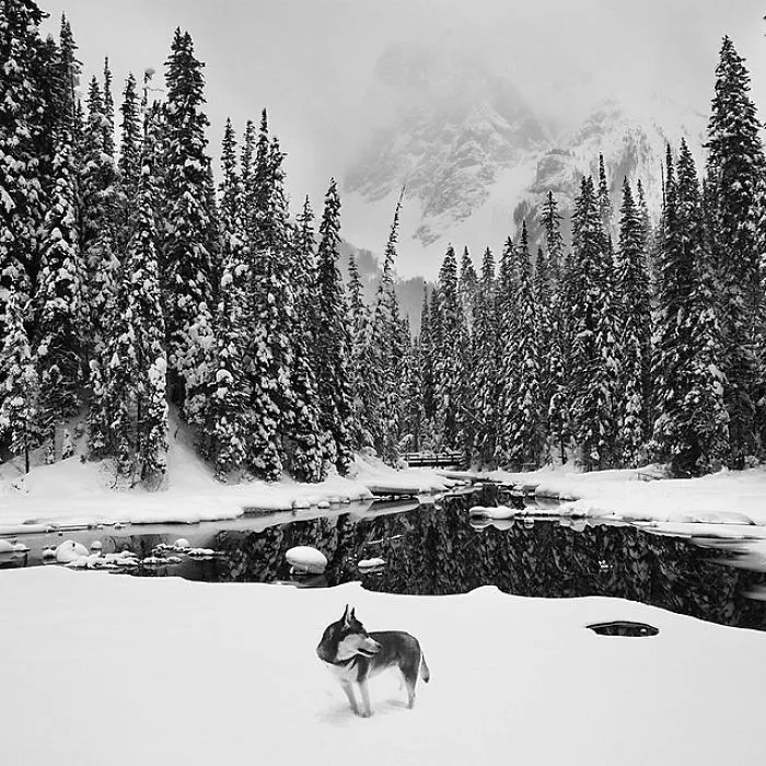 "Camping With Dogs" Instagram Will Inspire You To Go Hiking With Your Dog