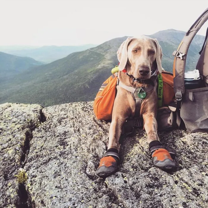 "Camping With Dogs" Instagram Will Inspire You To Go Hiking With Your Dog