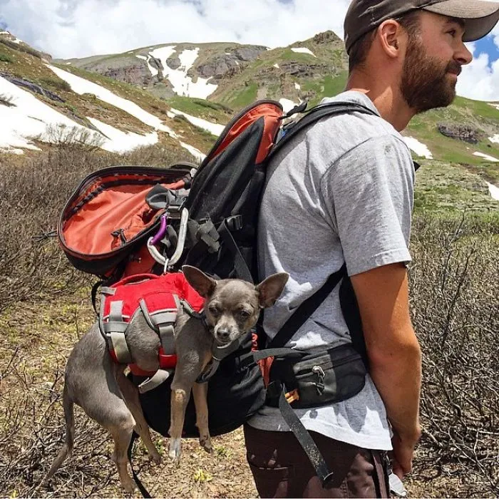 "Camping With Dogs" Instagram Will Inspire You To Go Hiking With Your Dog