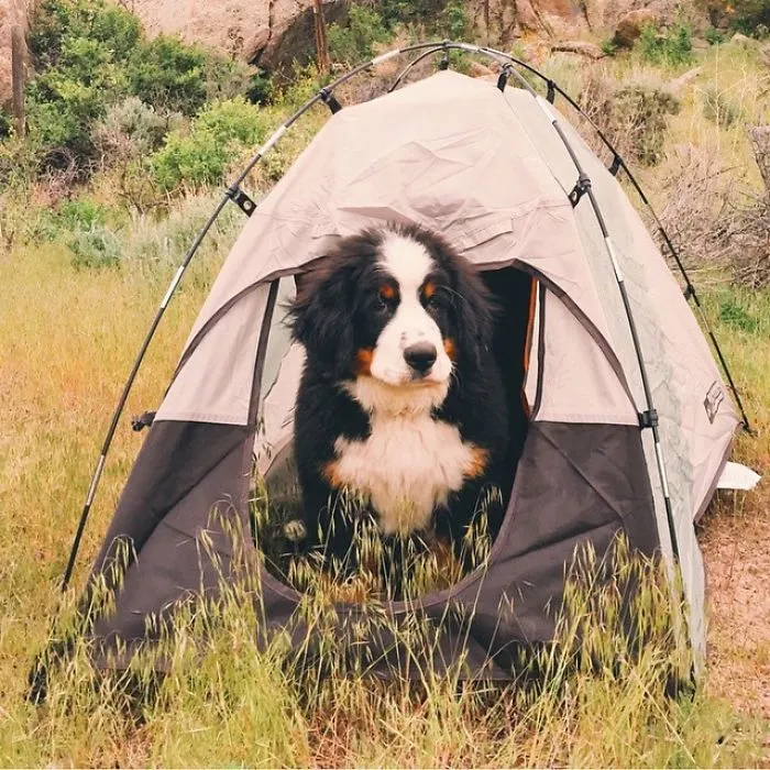 "Camping With Dogs" Instagram Will Inspire You To Go Hiking With Your Dog