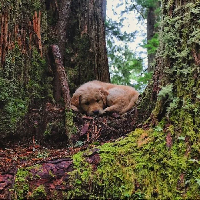 "Camping With Dogs" Instagram Will Inspire You To Go Hiking With Your Dog
