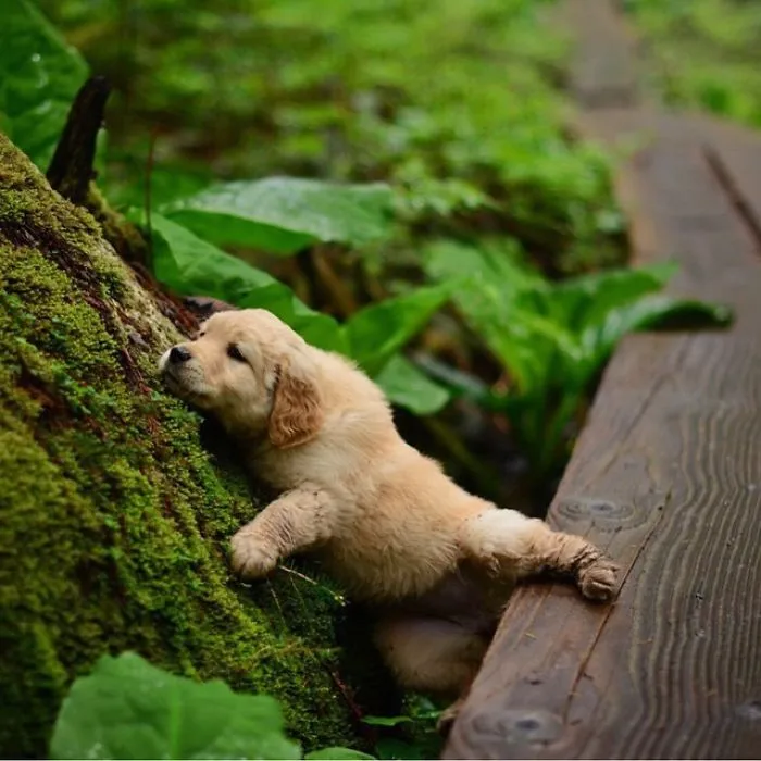 "Camping With Dogs" Instagram Will Inspire You To Go Hiking With Your Dog