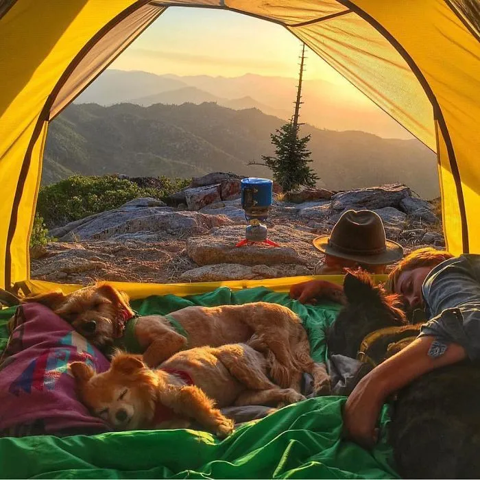 "Camping With Dogs" Instagram Will Inspire You To Go Hiking With Your Dog