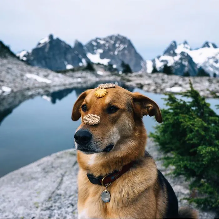 "Camping With Dogs" Instagram Will Inspire You To Go Hiking With Your Dog