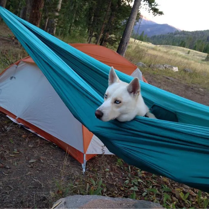"Camping With Dogs" Instagram Will Inspire You To Go Hiking With Your Dog