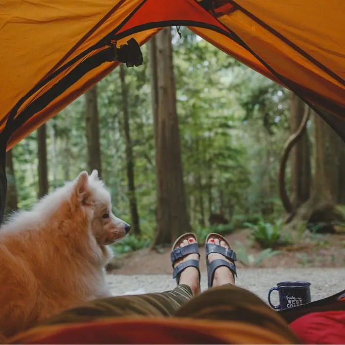 "Camping With Dogs" Instagram Will Inspire You To Go Hiking With Your Dog