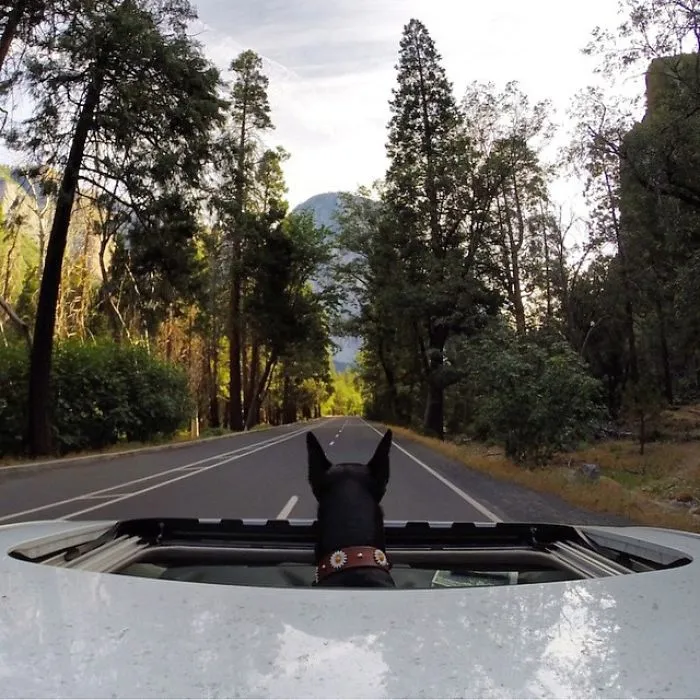 "Camping With Dogs" Instagram Will Inspire You To Go Hiking With Your Dog