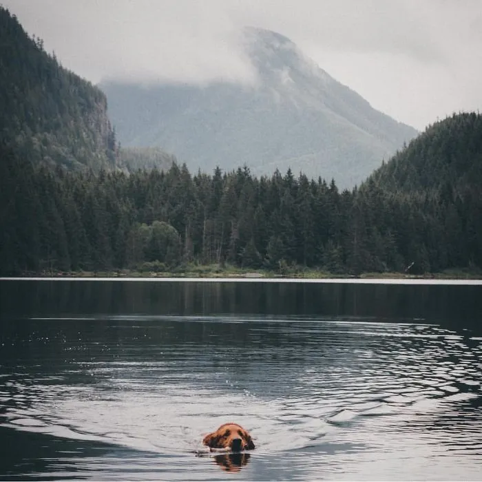 "Camping With Dogs" Instagram Will Inspire You To Go Hiking With Your Dog
