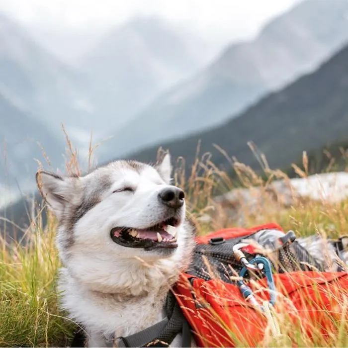 "Camping With Dogs" Instagram Will Inspire You To Go Hiking With Your Dog