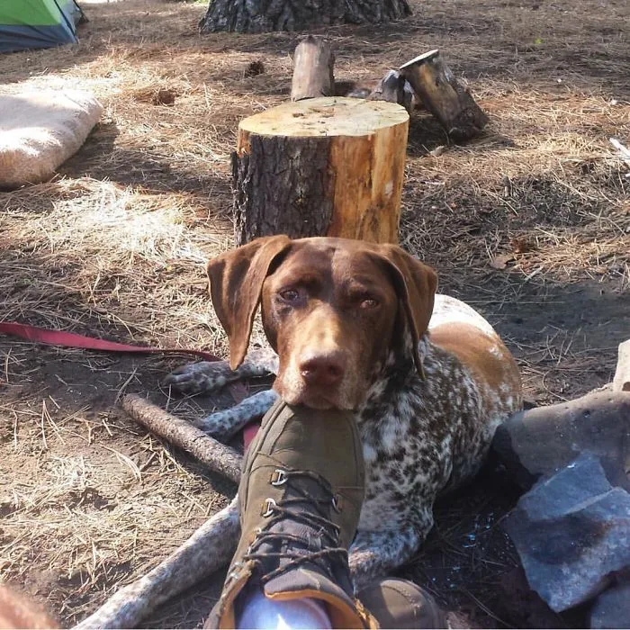 "Camping With Dogs" Instagram Will Inspire You To Go Hiking With Your Dog