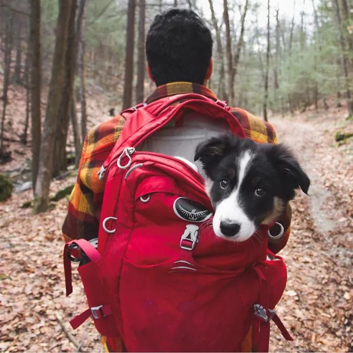 "Camping With Dogs" Instagram Will Inspire You To Go Hiking With Your Dog