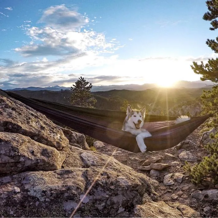 "Camping With Dogs" Instagram Will Inspire You To Go Hiking With Your Dog