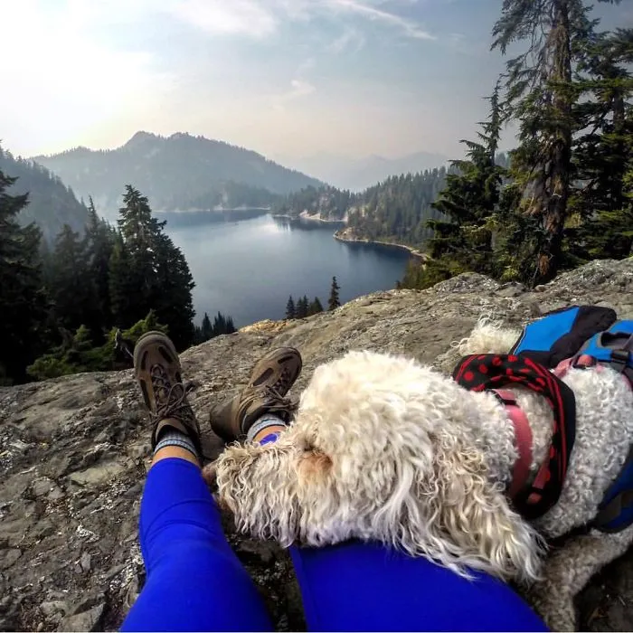 "Camping With Dogs" Instagram Will Inspire You To Go Hiking With Your Dog