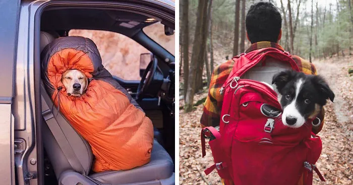 "Camping With Dogs" Instagram Will Inspire You To Go Hiking With Your Dog