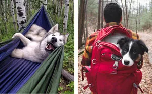 "Camping With Dogs" Instagram Will Inspire You To Go Hiking With Your Dog