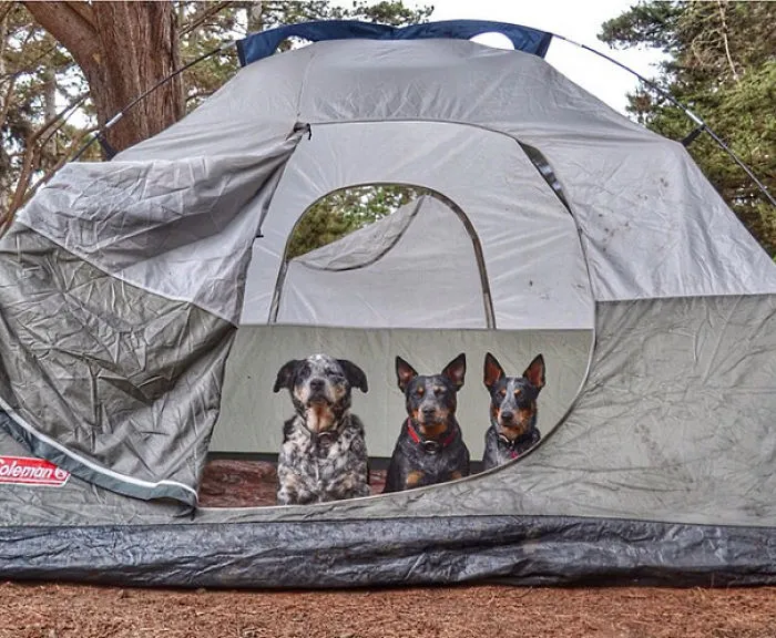 "Camping With Dogs" Instagram Will Inspire You To Go Hiking With Your Dog