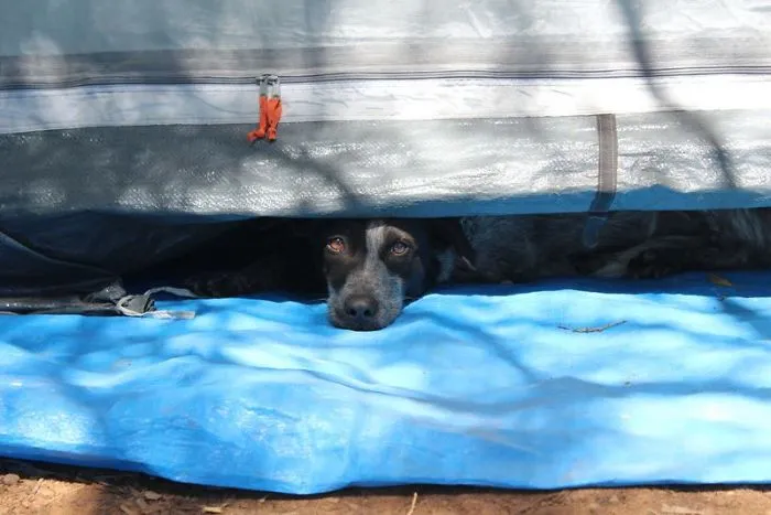 "Camping With Dogs" Instagram Will Inspire You To Go Hiking With Your Dog