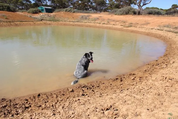 "Camping With Dogs" Instagram Will Inspire You To Go Hiking With Your Dog