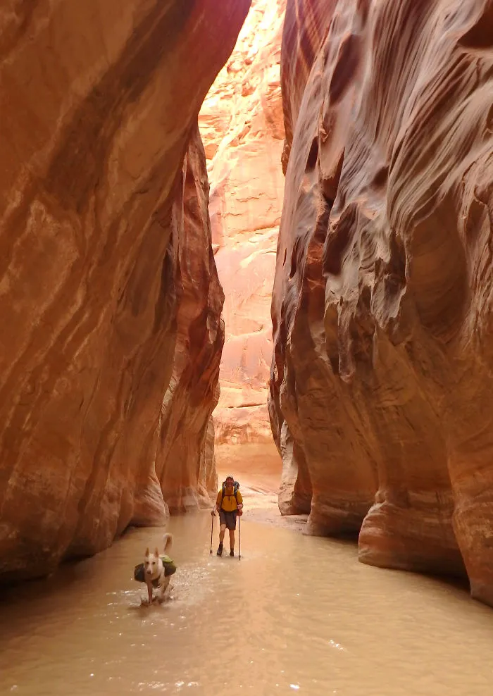 "Camping With Dogs" Instagram Will Inspire You To Go Hiking With Your Dog