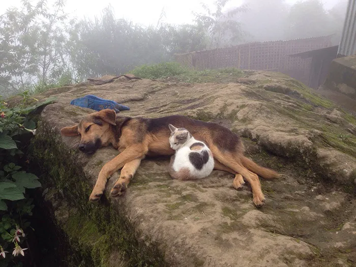 Dis Is My Pillow