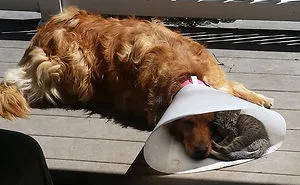 112 Pics Proving That Cats And Dogs Can Be Best Friends