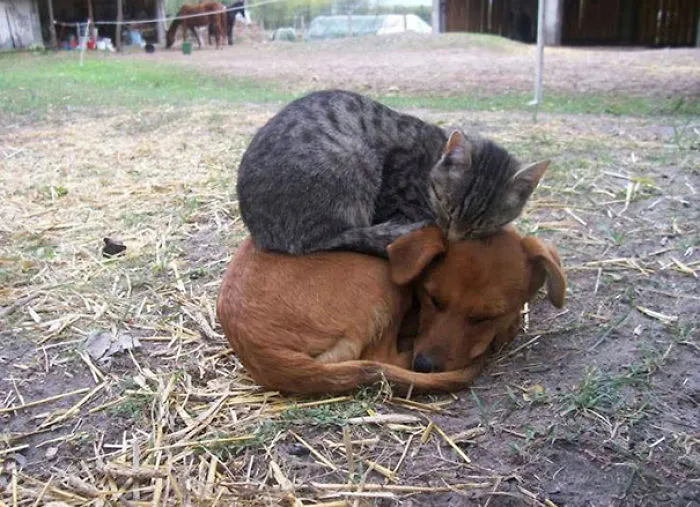 Best Pillow Ever