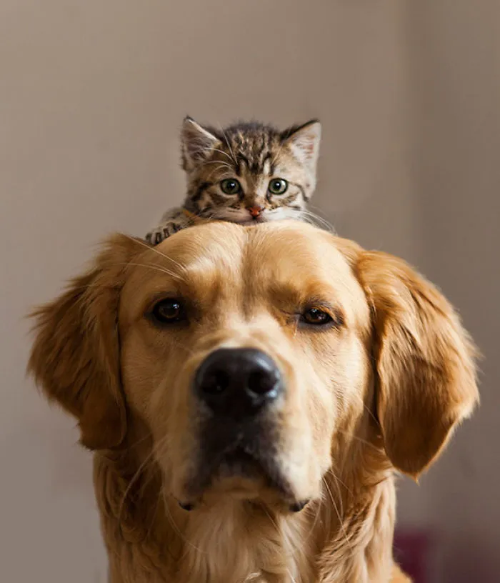 Brotherhood