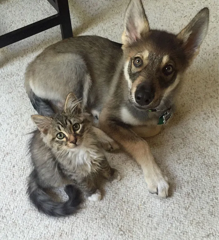 What You Get When You Let Your Puppy Pick Out A Buddy