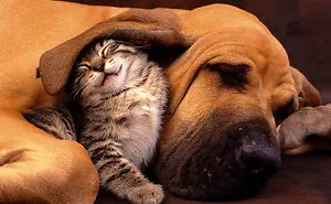 112 Pics Proving That Cats And Dogs Can Be Best Friends